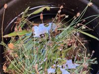 Artist in Residence Program
